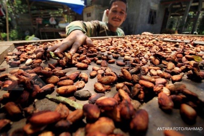 Pelemahan rupiah ikut untungkan petani kakao