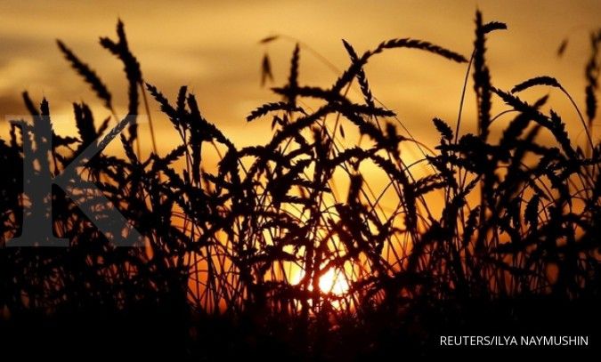 China menargetkan produksi gandum 600 juta ton di 2019