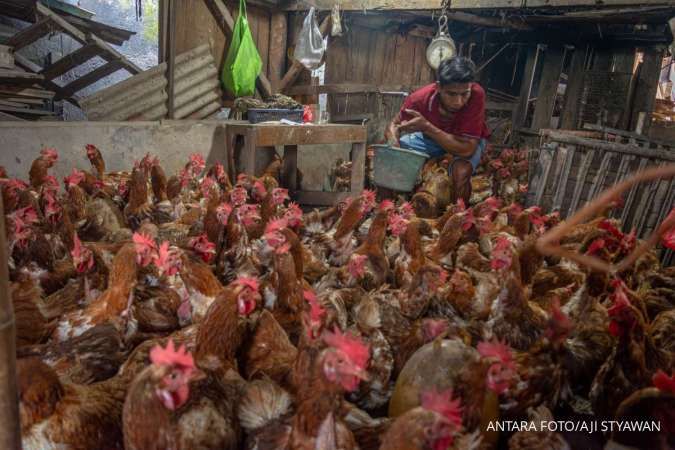Harga Livebird dan Bahan Baku Bakal Jadi Batu Sandungan Kinerja Emiten Poultry?