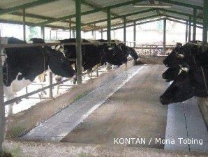 Sentra susu Lembang: Desa Langansari, penghasil susu tertua di Bandung (1)