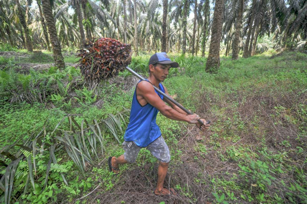 Produksi Sawit Hingga Akhir Tahun Melonjak