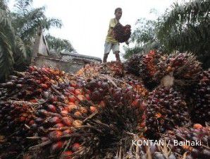 Produksi naik dan ekspor turun, CPO tumbang 4,3% sepekan ini