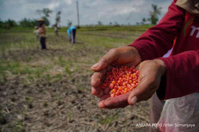 Badan Pangan Nasional Persiapkan Serapan Panen Raya Jagung di Sejumlah Sentra