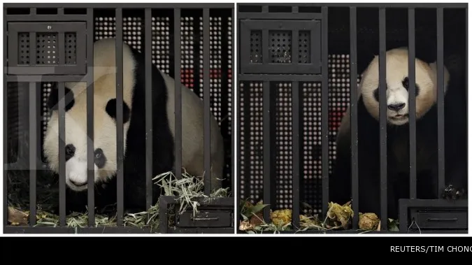 Sambut si panda, Taman Safari terus berbenah