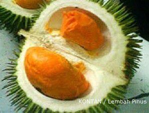 Durian tembaga tak tahan sengatan sinar mentari (2)