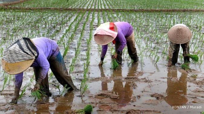 Sepi pembeli, ekspor beras Vietnam turun 14%