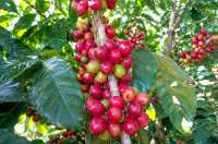 Stok Kopi Arabika Capai Titik Terendah dalam 26 Tahun, Harga Bisa Naik