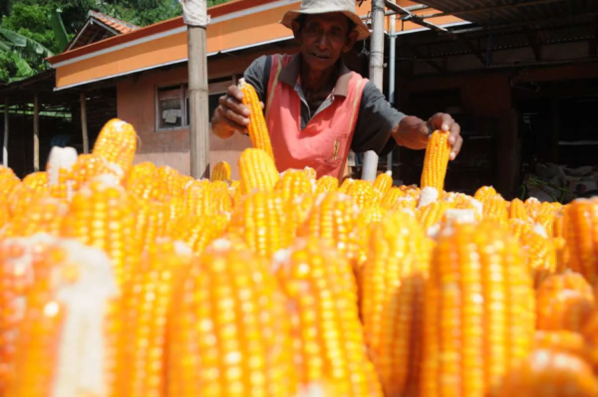 Peneliti memanipulasi gen meningkatkan produktifitas jagung