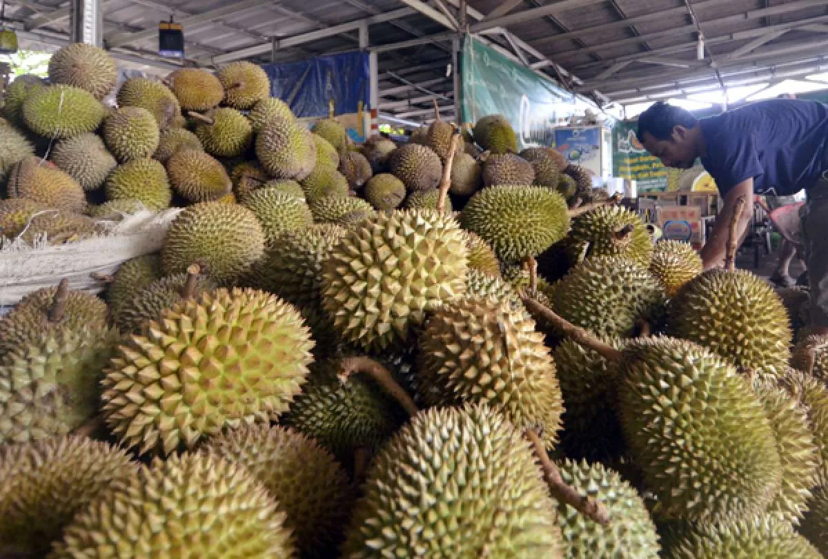 Jangan Dibuang, Manfaat Biji Durian Bagus untuk Kesehatan, Simak Cara Mengolahnya