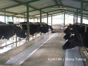 Pemerintah mulai cari alternatif impor sapi bakalan selain Australia