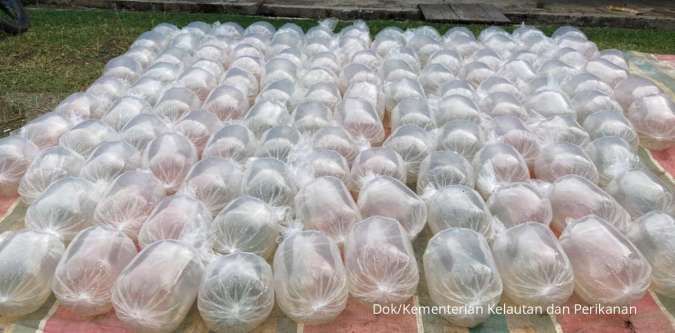 Salurkan Bantuan Benur Udang, KKP Dorong Pertumbuhan Ekonomi Masyarakat Pembudidaya