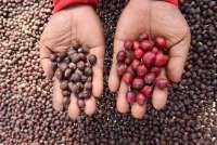 5 Peringatan Hari Besar 1 Oktober: Kesaktian Pancasila hingga Kopi Internasional