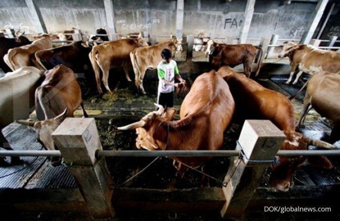 Izin impor sapi bakalan dibagi ke 32 perusahaan