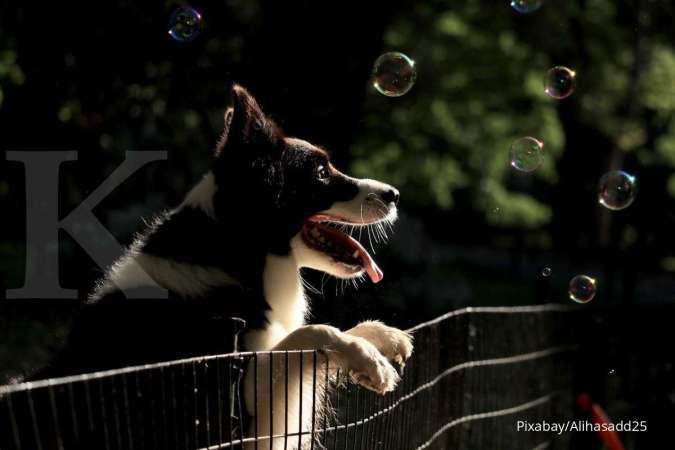 5 Cara Membuat Hewan Peliharaan Anda Sehat dan Bahagia 