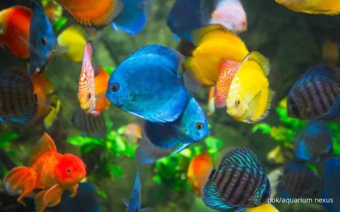 11 Ikan Pembawa Hoki dan Kesuksesan Menurut Fengshui Cina, Wajib Pelihara!