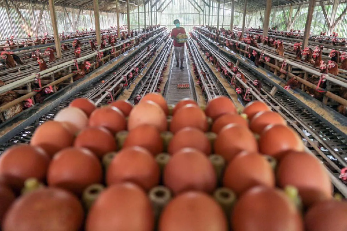Kementan Pastikan Stok Daging dan Telur Ayam Jelang Nataru Stabil