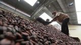 Olam International Mengakuisisi BT Cocoa, Pengolah Kakao Terbesar di Indonesia