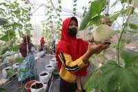 Iklim Kemarau Basah Membuat Petani Buah Gelisah
