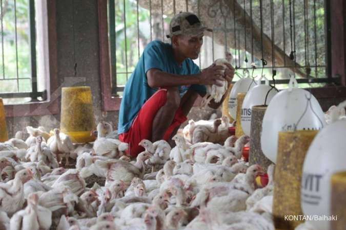 Kemdag sebut harga ayam di peternak jatuh karena kelebihan pasokan