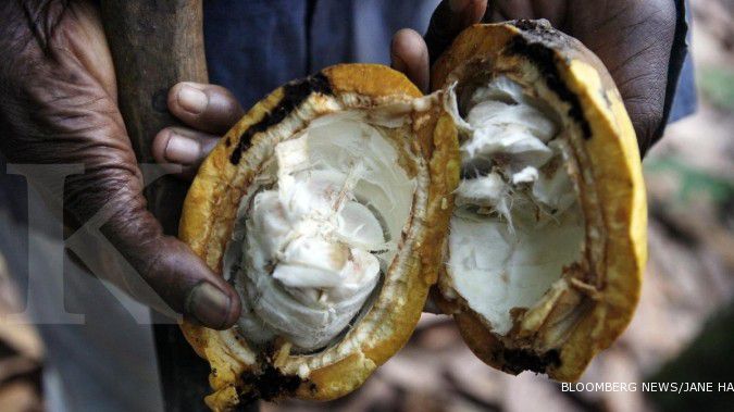 Ekspor kakao akan turun tiap tahun