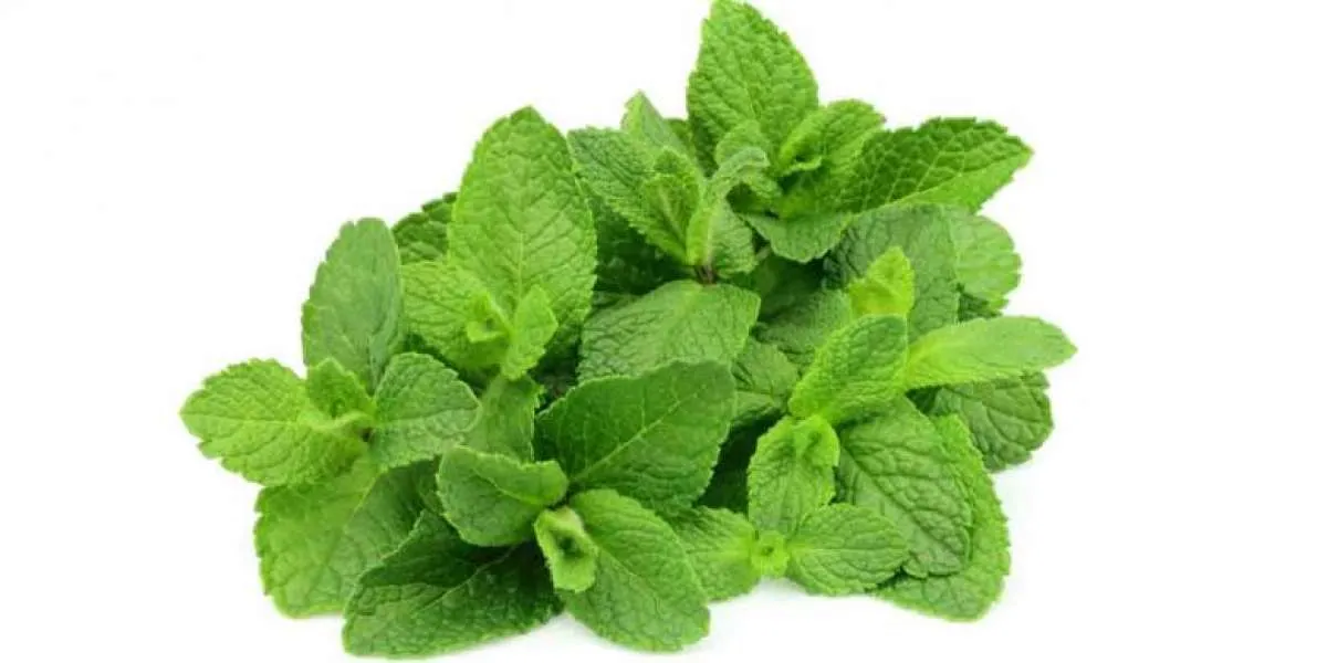 Ini manfaat daun mint untuk kecantikan kulit dan rambut Anda