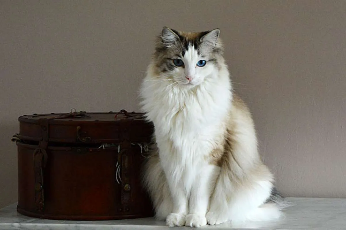 Kucing Ragdoll, kucing ramah yang mudah dipelihara