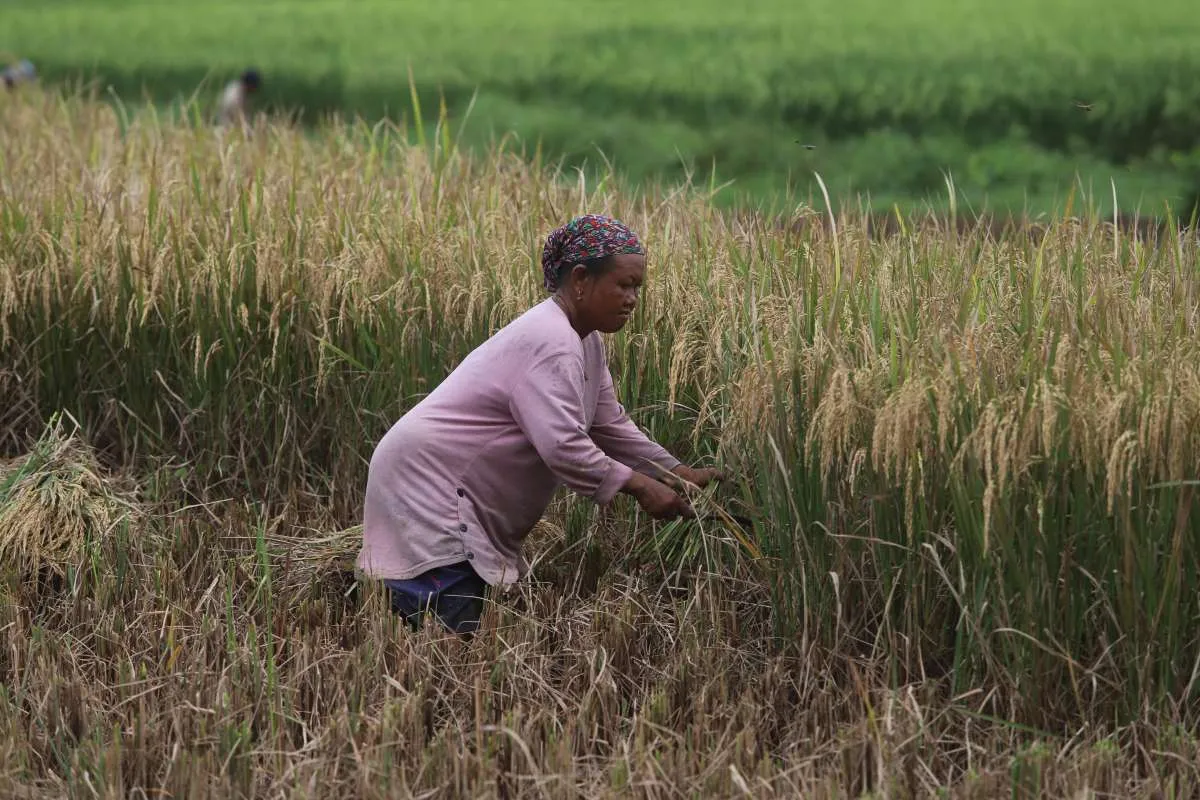 BPS: Produksi Beras Nasional Diperkirakan Turun 760.000 Ton Pada 2024