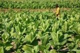 Petani tembakau apresiasi sikap Jokowi soal FCTC