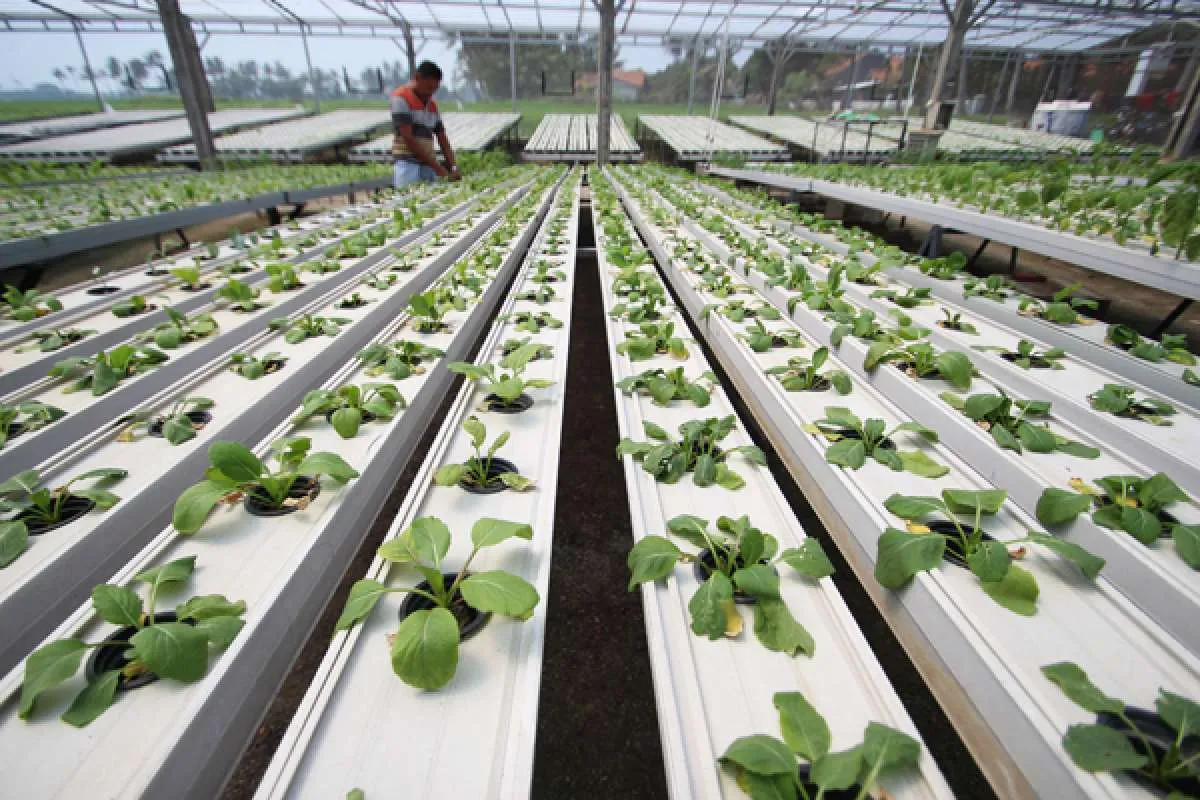 Menabur benih keuntungan dari hijaunya arena berkebun