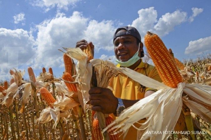 Data produksi jagung dari Kementan tak akurat