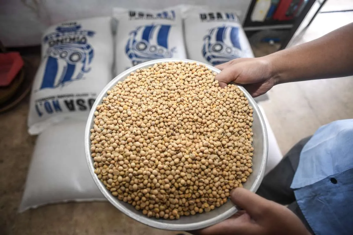 Pemerintah Pastikan Harga Kedelai Masih Wajar, Meski Tekanan Impor Membayangi