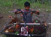 Cakupan BPDP Diperluas, Begini Harapan Pengusaha Sawit dan Kakao