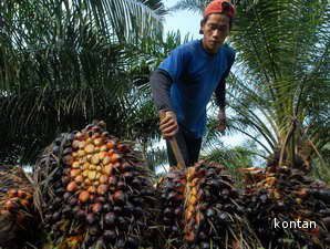 Perkebunan Kelapa Sawit akan Masuk Sektor Kehutanan