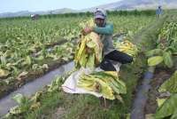 Jawa Timur Cerah Merona, Ada Harapan Turun Hujan di Jember dan Lumajang