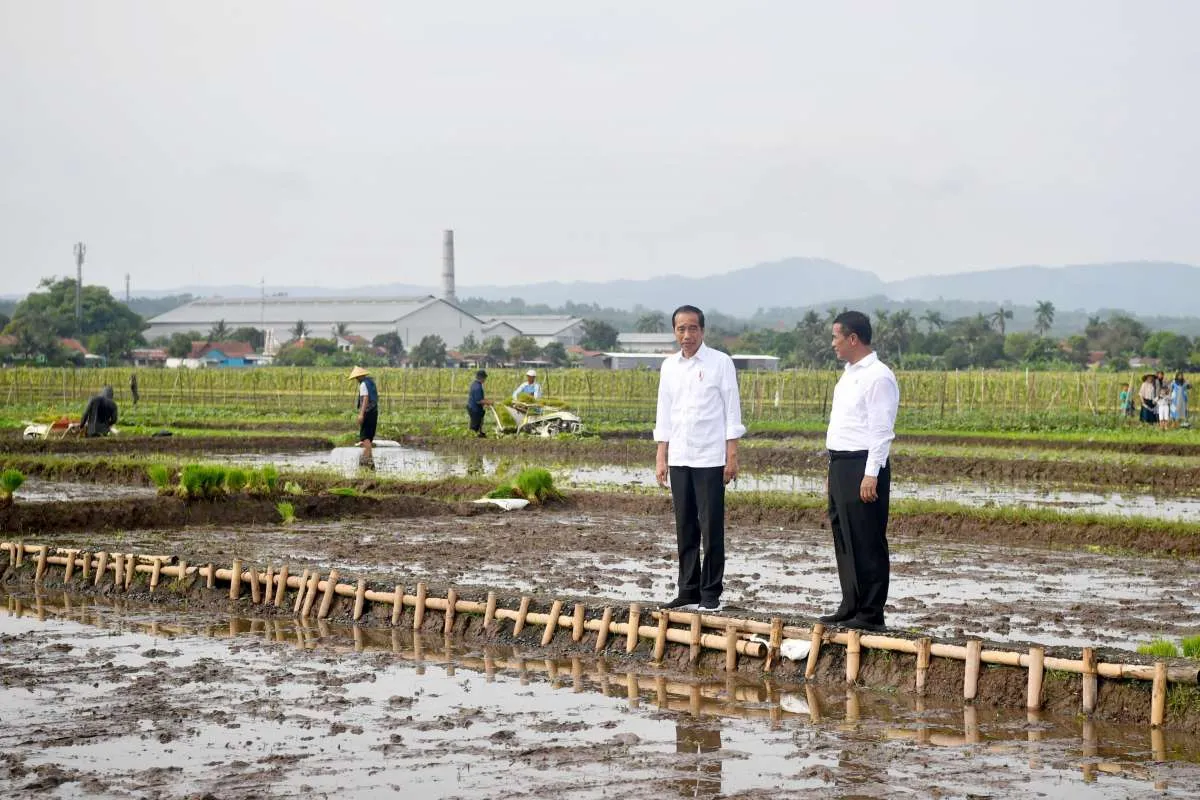 Hujan Mulai Turun, Jokowi Minta Petani Segera Menanam Padi