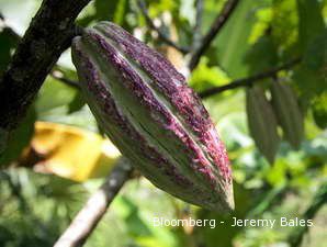 Bulan Ini, Sarinah Mulai Bungkus Kakao dari Petani 