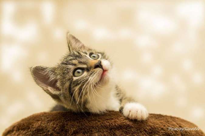 Makanan Anak Kucing yang Aman, Simak Cara Memberi Makan Anak Kucing