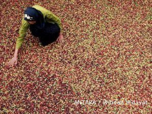 Produksi kopi Indonesia meleset dari target