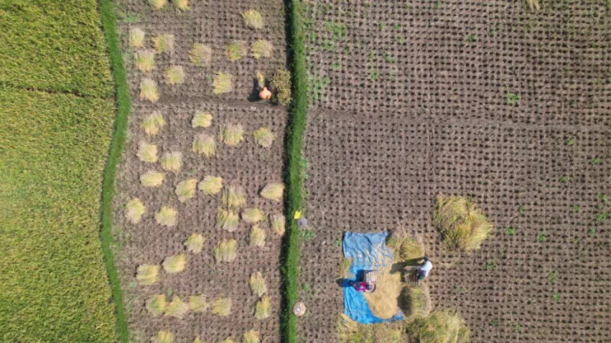 Waspada! Indonesia Terancam Defisit Neraca Beras Hingga Akhir 2023