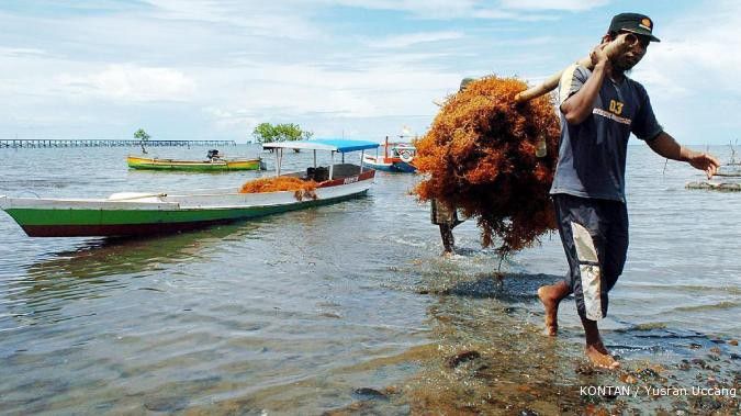 Ekspor rumput laut tetap dibuka