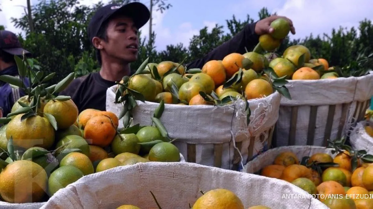 Jeruk Malang layak jadi produk nasional 