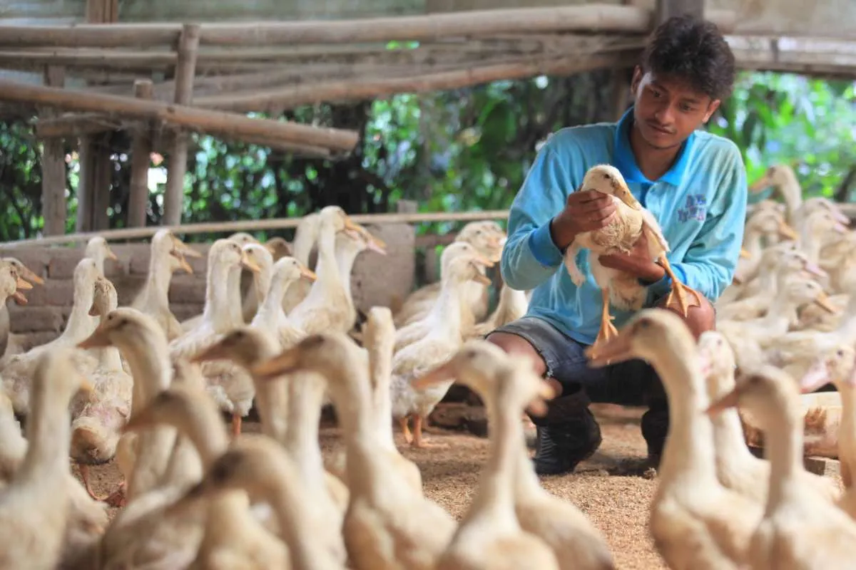 Jenis Pakan Bebek Petelur agar Rajin Bertelur, Jangan Hanya Mengandalkan Dedak