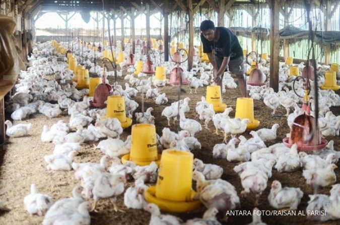 Kenaikan harga ayam kerek saham emiten poultry, begini prospeknya menurut analis