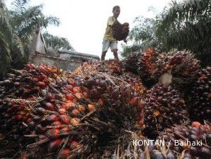 Stok kedelai meningkat, harga CPO anjlok 1,2%