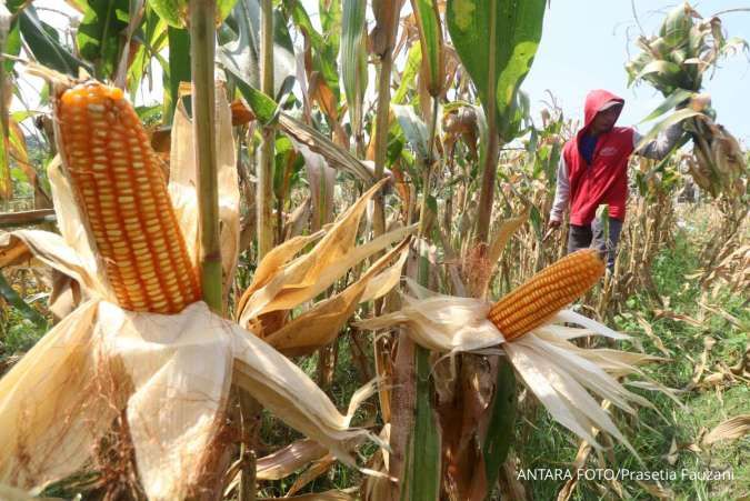 BPS: Luas Panen Jagung Turun 10,04% Jadi 0,23 Juta Hektare per Agustus 2025