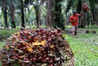 Indonesia Curbs Exports of Used Cooking Oil, Palm Residue to Help Domestic Users