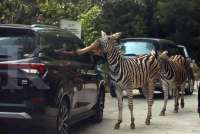 Peringatan Hari Besar 31 Januari: Ada Harlah NU Hingga Hari Zebra