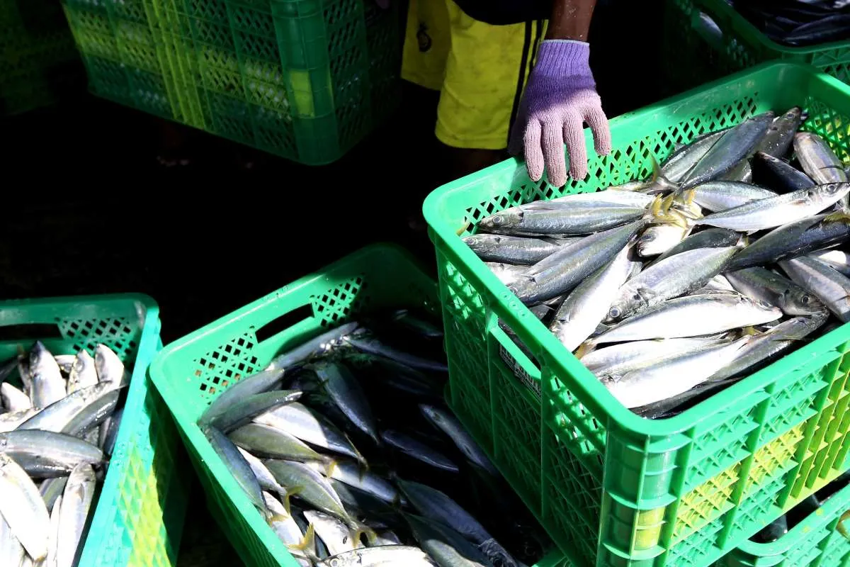 Harga Pangan di Sumatera Barat Senin (9/12): Beras Premium dan Ikan Tongkol Naik