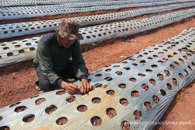 El Nino Hantam 35.000 Hektare Lahan, Pemerintah Pastikan Pangan Aman