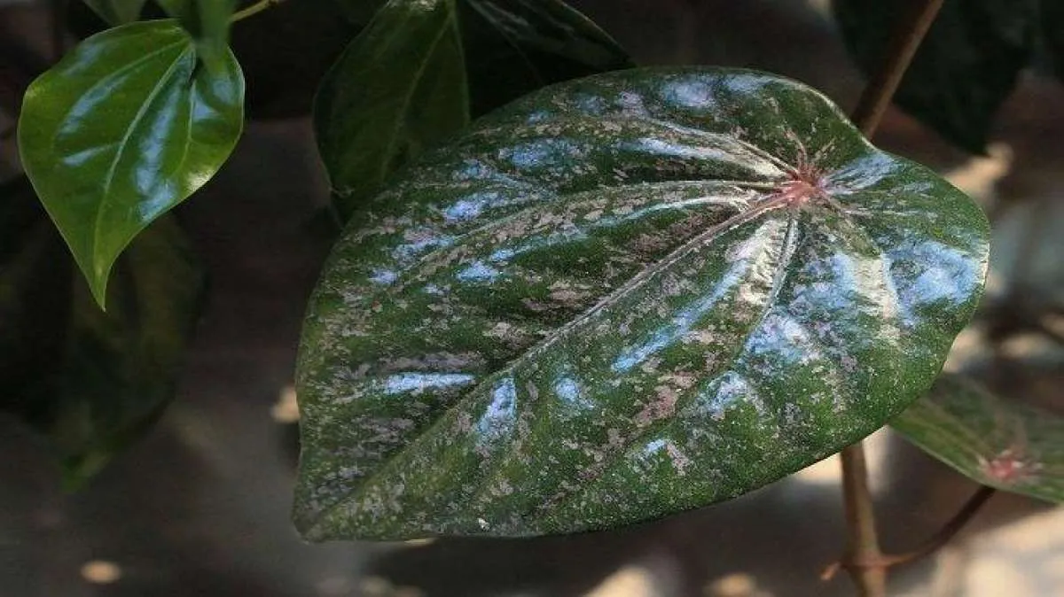 Mengobati batuk sampai diabetes, ini manfaat daun sirih merah untuk kesehatan